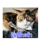 ねこかぞく-タイ語（個別スタンプ：17）