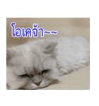 ねこかぞく-タイ語（個別スタンプ：18）