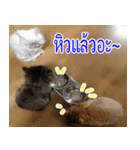 ねこかぞく-タイ語（個別スタンプ：19）
