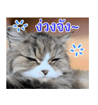 ねこかぞく-タイ語（個別スタンプ：20）