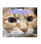 ねこかぞく-タイ語（個別スタンプ：22）