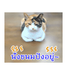 ねこかぞく-タイ語（個別スタンプ：23）