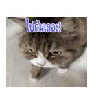 ねこかぞく-タイ語（個別スタンプ：24）