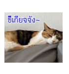 ねこかぞく-タイ語（個別スタンプ：26）