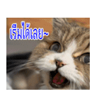 ねこかぞく-タイ語（個別スタンプ：27）