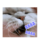 ねこかぞく-タイ語（個別スタンプ：29）