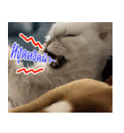 ねこかぞく-タイ語（個別スタンプ：30）