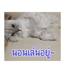 ねこかぞく-タイ語（個別スタンプ：31）