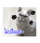 ねこかぞく-タイ語（個別スタンプ：32）