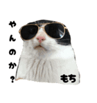 三兄弟と愉快な保護猫達シリーズ②（個別スタンプ：1）