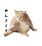 三兄弟と愉快な保護猫達シリーズ②（個別スタンプ：4）