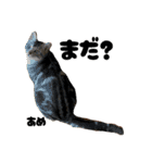 三兄弟と愉快な保護猫達シリーズ②（個別スタンプ：5）