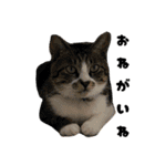 三兄弟と愉快な保護猫達シリーズ②（個別スタンプ：8）