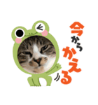 三兄弟と愉快な保護猫達シリーズ②（個別スタンプ：10）