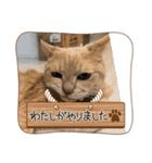 三兄弟と愉快な保護猫達シリーズ②（個別スタンプ：11）