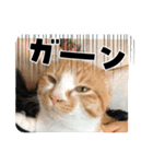 三兄弟と愉快な保護猫達シリーズ②（個別スタンプ：13）