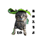 三兄弟と愉快な保護猫達シリーズ②（個別スタンプ：14）