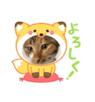 我が家の猫達（保護猫3兄妹）（個別スタンプ：1）