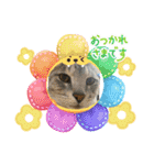 我が家の猫達（保護猫3兄妹）（個別スタンプ：2）