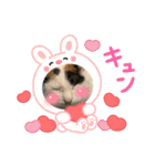 我が家の猫達（保護猫3兄妹）（個別スタンプ：3）