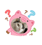 我が家の猫達（保護猫3兄妹）（個別スタンプ：4）