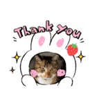 我が家の猫達（保護猫3兄妹）（個別スタンプ：5）