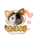 我が家の猫達（保護猫3兄妹）（個別スタンプ：7）