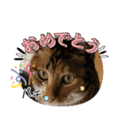 我が家の猫達（保護猫3兄妹）（個別スタンプ：10）