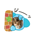 我が家の猫達（保護猫3兄妹）（個別スタンプ：12）