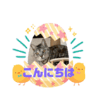 我が家の猫達（保護猫3兄妹）（個別スタンプ：13）