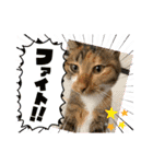 我が家の猫達（保護猫3兄妹）（個別スタンプ：15）