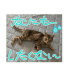 我が家の猫達（保護猫3兄妹）（個別スタンプ：16）