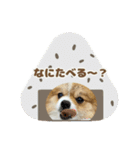 ポメラニアンのおこめくんの日常3（個別スタンプ：6）