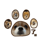 ポメラニアンのおこめくんの日常3（個別スタンプ：14）