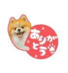 ポメラニアンのおこめくんの日常3（個別スタンプ：15）