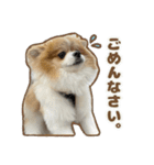 ポメラニアンのおこめくんの日常3（個別スタンプ：16）