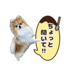 ポメラニアンのおこめくんの日常3（個別スタンプ：17）