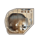 ポメラニアンのおこめくんの日常3（個別スタンプ：19）