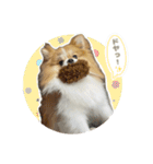 ポメラニアンのおこめくんの日常3（個別スタンプ：20）
