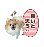 ポメラニアンのおこめくんの日常3（個別スタンプ：21）
