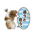ポメラニアンのおこめくんの日常3（個別スタンプ：22）