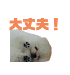 ノープロブレムなのです（個別スタンプ：1）