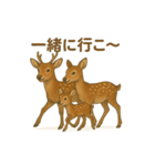 奈良公園のシカさんファミリー2025（個別スタンプ：2）