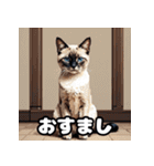 表情ゆたかなねこたちスタンプ（個別スタンプ：6）