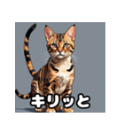 表情ゆたかなねこたちスタンプ（個別スタンプ：10）