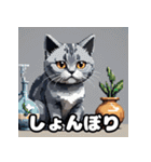 表情ゆたかなねこたちスタンプ（個別スタンプ：16）