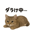 茶トラマンチカン猫｜もふもふ日常（個別スタンプ：1）