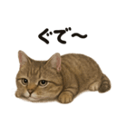 茶トラマンチカン猫｜もふもふ日常（個別スタンプ：3）