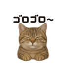 茶トラマンチカン猫｜もふもふ日常（個別スタンプ：4）