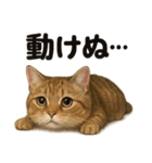 茶トラマンチカン猫｜もふもふ日常（個別スタンプ：5）